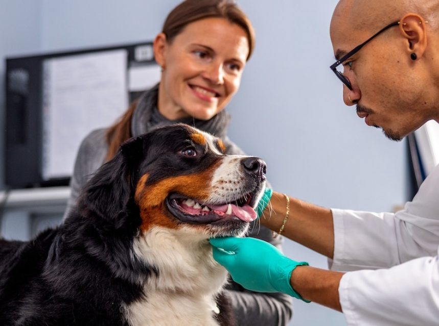 A bernese mountain dog looks at the veterinarian who pets its head while wearing green gloves while the dog's owner smiles in the background.